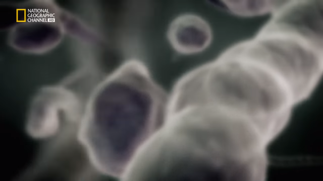 Surge vida microscópica