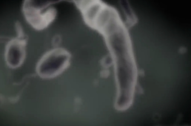 Los primeros seres vivos