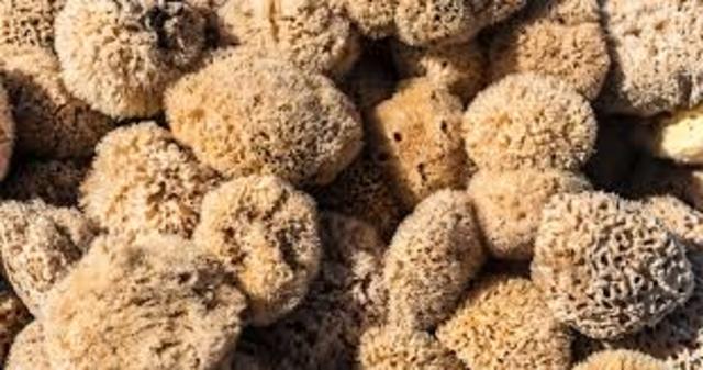 Pierre Fauchard (Europa)