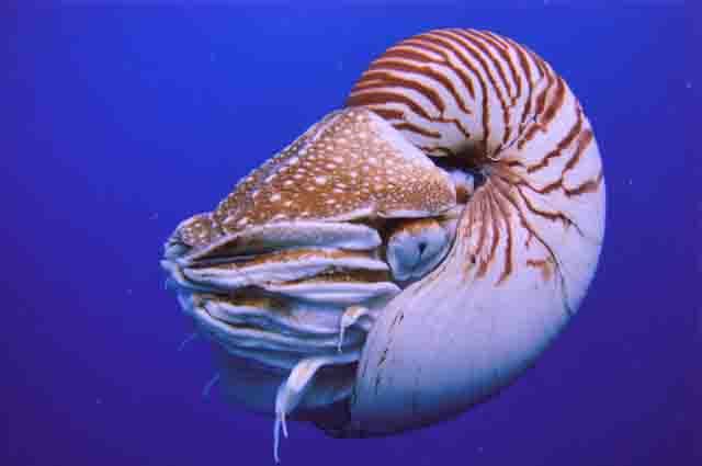 Los nautilinos