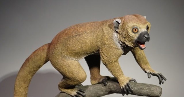 Ida o Darwinius Masillae