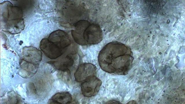 Aparició de les primeres formes de vida ( fòssils procariotes)