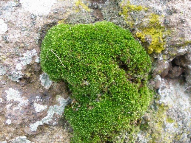 La Vida en la Tierra