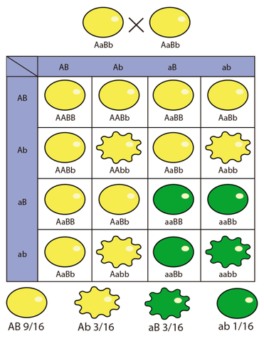 tercera ley de mendel