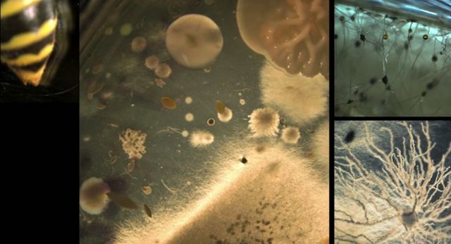 Se forma la vida microscopica