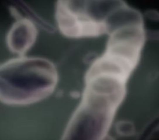 Los primeros seres vivos