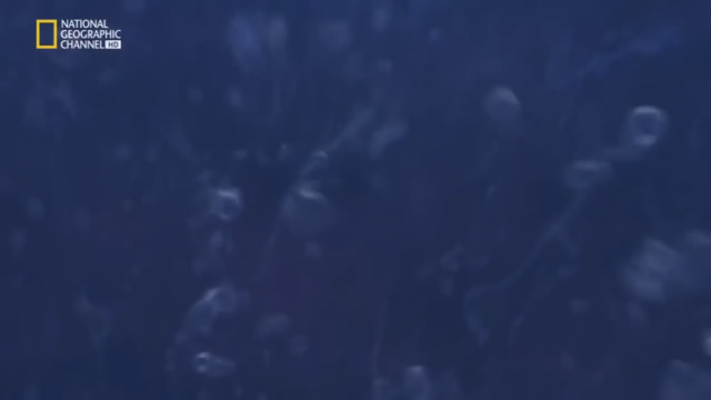 Erupciones de Siberia