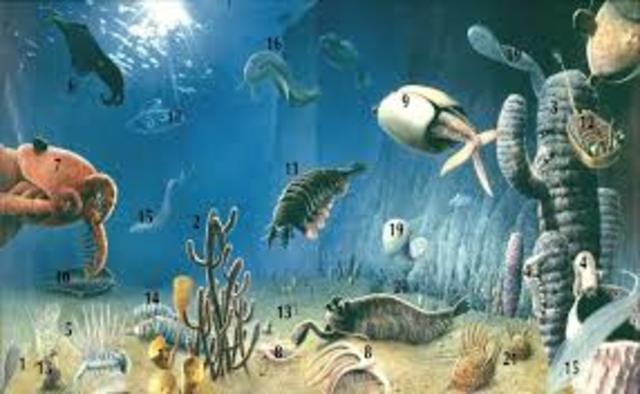 la explosion cambrica