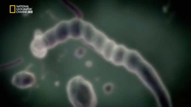 Primeros organismos unicelulares