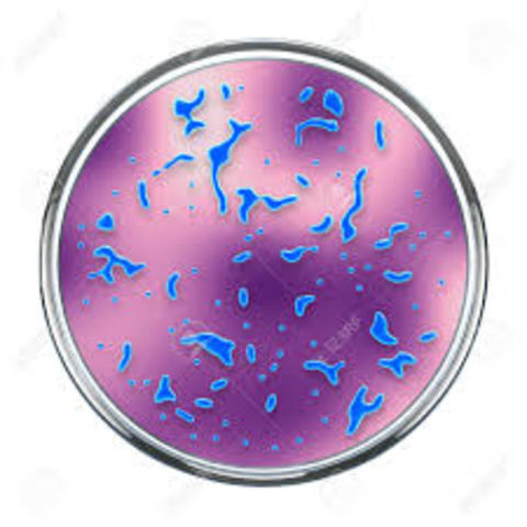 Colonias de bacterias