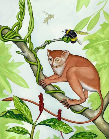 Aparición de los primates