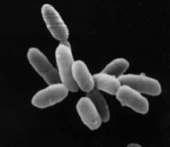 APARECE LA FOTOSÍNTESIS