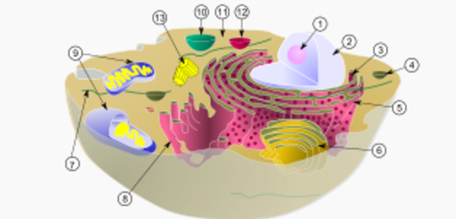 APARECE UNA ATMOSFERA OXIDANTE