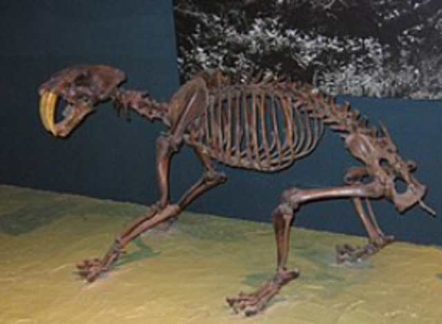 SE REPORTA EL PRIMER FOSIL