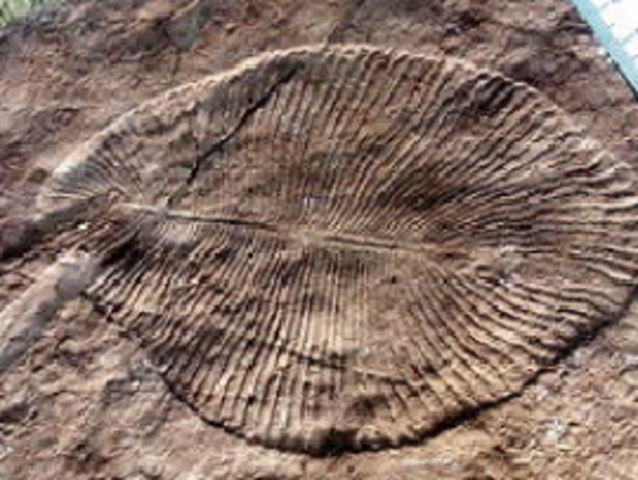 PRIMEROS ORGANISMOS PLURICELULARES COMPLEJOS