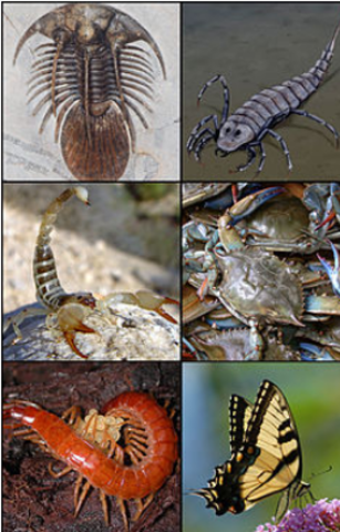 SE DIVERSIFICAN LOS SERES VIVOS EN LOS OCEANOS