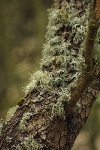 PRIMERAS PLANTAS EN TIERRA FIRME