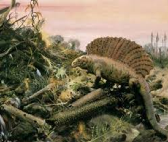 INICIO AL DESARROLLO DE ANIMALES EN TIERRA FIRME