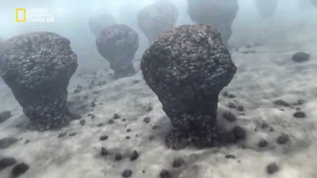 Aparición de los estromatolitos