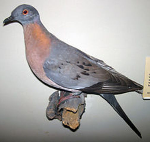 The passenger pigeon becomes extinct