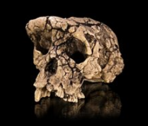 EL PRIMER HOMO APARECE EN LA TIERRA