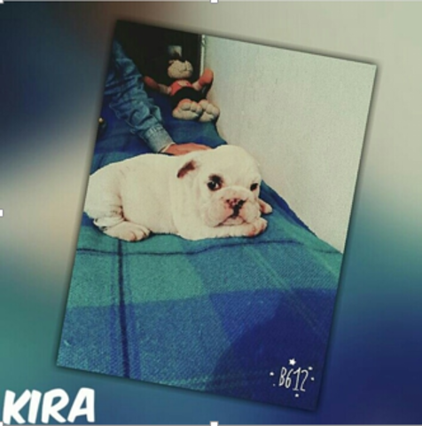 Me regalaron a Kira mi mascota