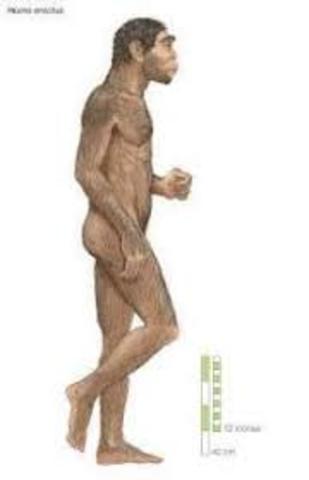 Homoerectus