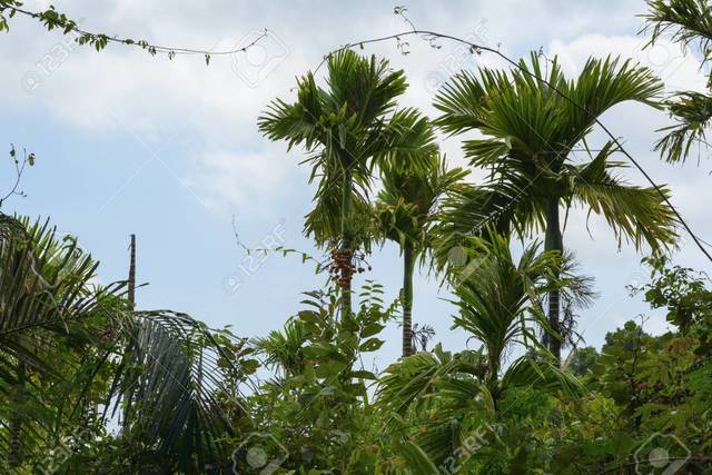 musgos , helechos y matorrales