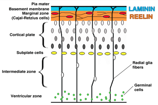 Migracion neuronal