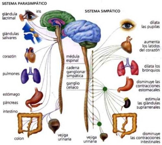 Clasificación anatómica del sistema nervioso