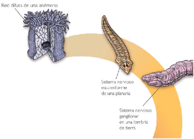 Células de Mauthner