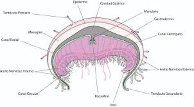 sistema nervioso en Radiados