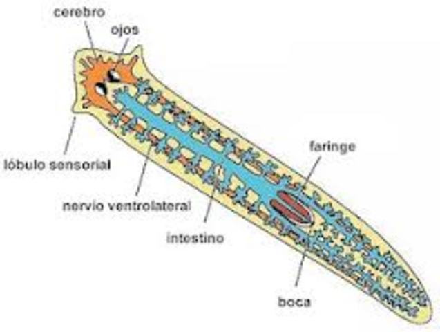 Sistema Nervioso Ganglionar