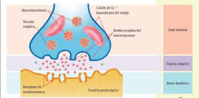 Sistema Nervioso Periférico
