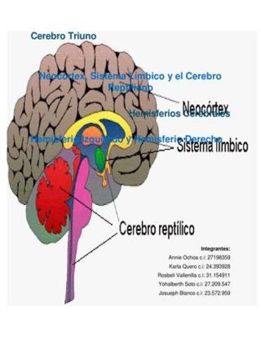 Hemisferios Cerebrales