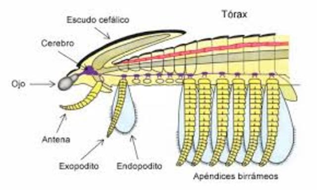 Sistema Cerebral(artrópodos)
