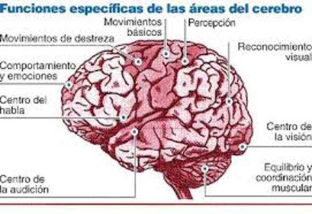 Funciones del Cerebro
