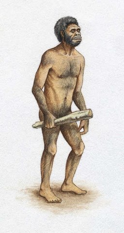 Homo Habilis
