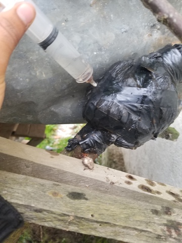 Riego en los acodos aereos