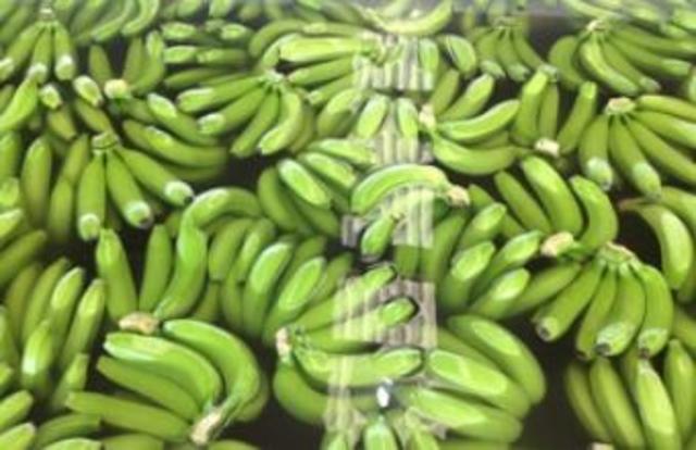 Poseía aproximadamente 230.379 hectarias, de las cuales solo cultivaba banano.