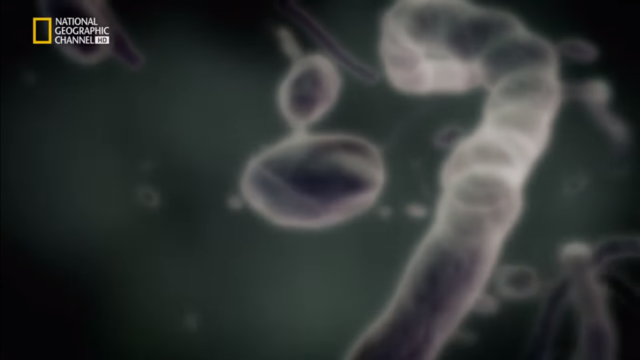 Primeras formas de vida