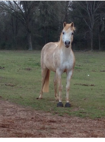 The Olympics for Horseback