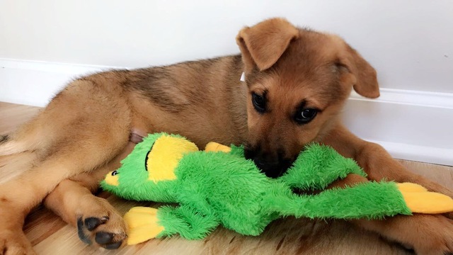 me regalaron un perro para mi cumple