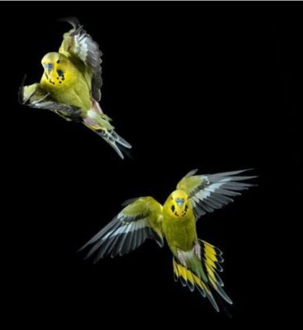 Parakeets  Flying Away