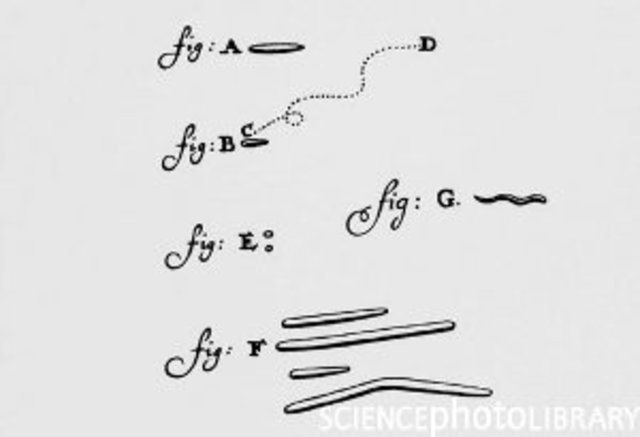 Primera observación de protozoos y rotíferos