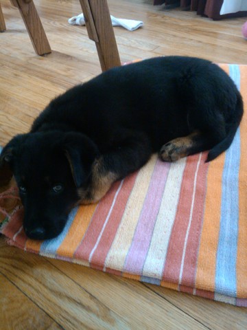 Kona se unió a mi familia