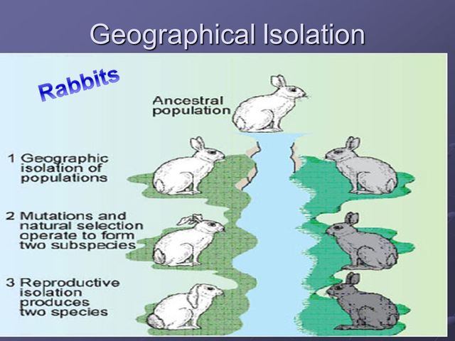neodarwinismo (teoría sintética)