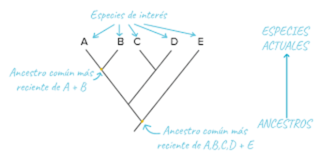 ARBOLES FILOGENÉTICOS