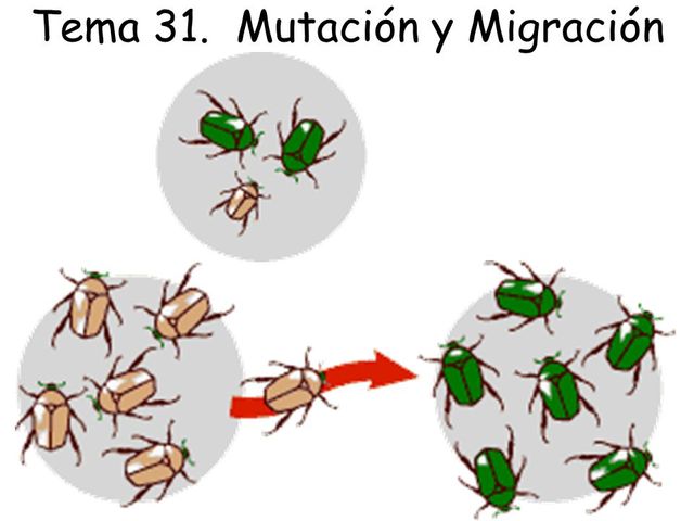Otros mecanismos evolutivos del neodarwinismo