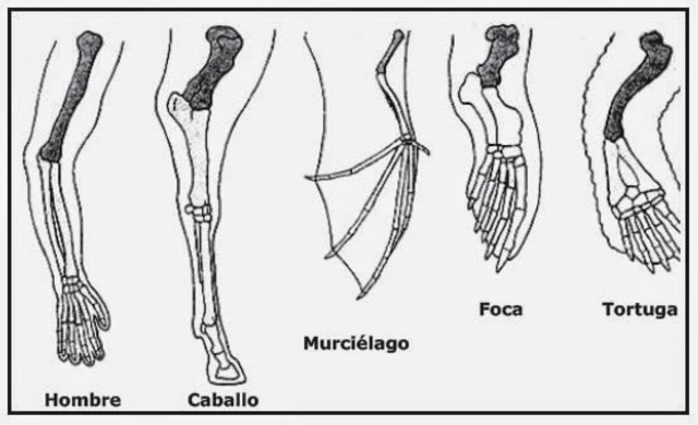 Evidencias de la evolucion